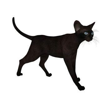 现代黑猫sketchup模型，动物草图大师模型下载
