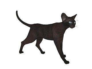 现代<em>黑猫</em>sketchup模型，动物草图大师模型下载