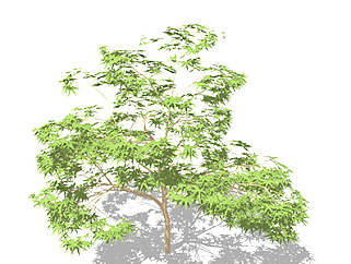 <em>鸡爪槭</em>乔木草图大师模型，景观绿植sketchup素材下载