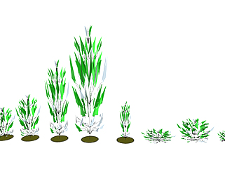 芦苇<em>现代</em>植物su模型，<em>绿植</em>花草图大师模型下载