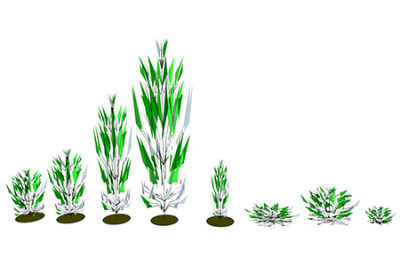 芦苇现代植物su模型，绿植花草图大师模型下载