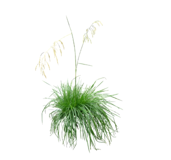 芨芨草草图大师模型，sketchup植物芨芨草模型下载