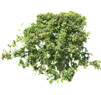 女贞草图大师模型，sketchup植物草女贞模型下载