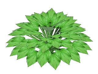 白掌<em>绿植</em>sketchup模型，<em>现代</em>观叶植物skp文件下载