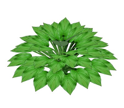 白掌绿植sketchup模型，现代观叶植物skp文件下载