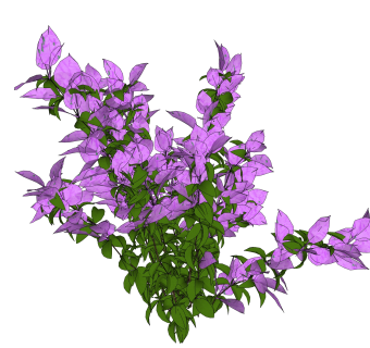 叶子花绿植sketchup模型，现代观花植物skp文件下载