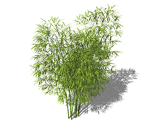 佛肚竹<em>植物</em>su模型，景观绿植草图大师模型下载