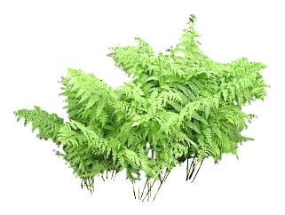 现代植物草su模型免费下载，草图大师植物<em>草模型</em>分享
