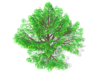 刺槐乔木sketchup素材，景观绿植草图大师模型下载