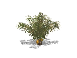 棕榈景观<em>树</em>草图大师模型，植物棕榈<em>树</em>sketchup模型下载