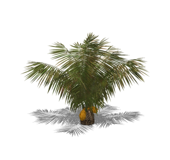 棕榈景观树草图大师模型，植物棕榈树sketchup模型下载