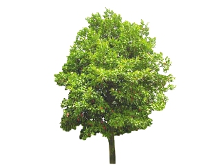 杜英景观树免费su模型下载、景观树草图大师模型下载