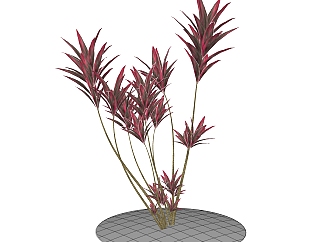 朱蕉绿植sketchup模型，现代<em>观叶植物</em>skp文件下载