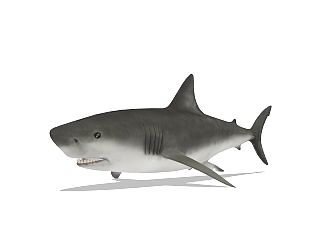 现代<em>鲨鱼</em>草图大师模型，动物sketchup模型下载