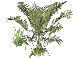 散尾葵绿植sketchup模型，现代观叶植物skp文件下载