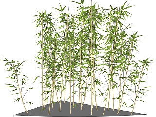 四季竹sketchup模型，现代花卉植物skp文件下载