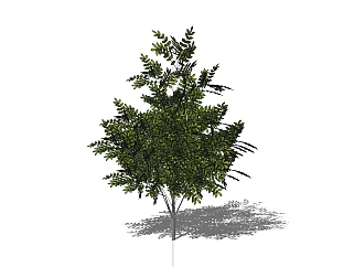 美国皂荚景观树免费su模型下载、景观树草图大师模型下载