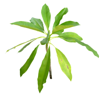 鸡蛋花su模型免费下载，草图大师植物鸡蛋花模型分享