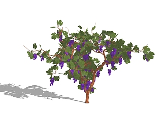 现代葡萄<em>树</em>skp文件下载，葡萄<em>树</em>草图大师模型下载