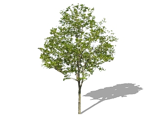 <em>榉树</em>景观树免费su模型下载、景观树草图大师模型下载