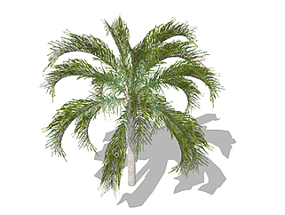 华盛顿棕榈乔木草图大师模型，景观绿植<em>sketchup素材</em>下载