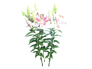 现代植物香水百合su模型免费下载，草图大师香水百合模型分享