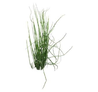 笔管草su模型免费下载，草图大师植物草模型分享
