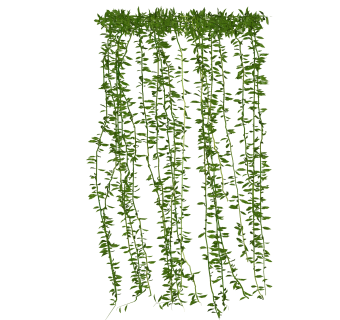 迎春花sketchup文件，园艺藤蔓草图大师模型下载