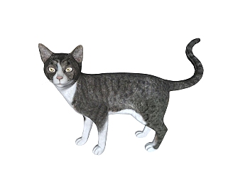 现代<em>猫</em>sketchup模型，动物草图大师模型下载