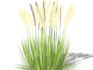 蒲苇绿植sketchup模型，现代观花植物skp文件下载