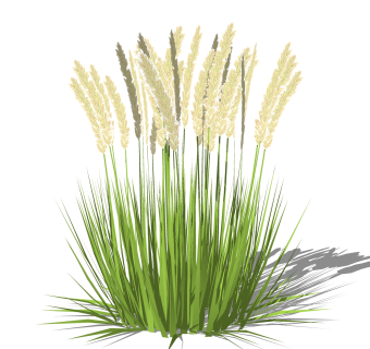 蒲苇绿植sketchup模型，现代观花植物skp文件下载