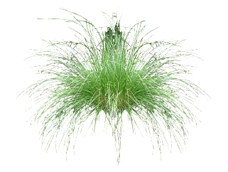 针茅su模型免费下载，草图大师植物针茅模型分享