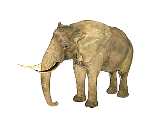 现代非洲<em>象</em>草图大师模型，动物sketchup模型下载