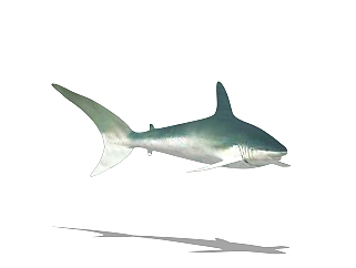 现代<em>鲨鱼</em>sketchup模型，动物草图大师模型下载