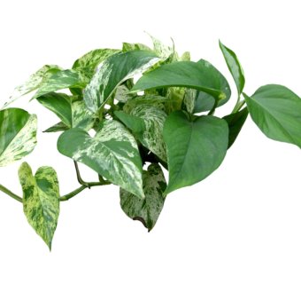 绿萝su模型免费下载，草图大师植物草模型分享