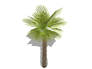 棕榈乔木su素材，景观<em>绿植</em>草图大师模型下载
