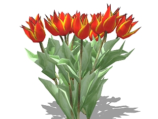 郁金香sketchup模型，<em>现代花卉</em>植物skp文件下载