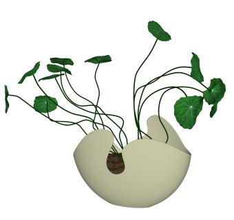 铜钱草盆栽植物su模型，园艺花草sketchup模型下载