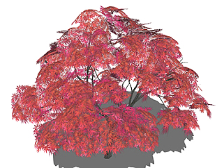 红枫乔木su素材，景观绿植草图大师模型下载