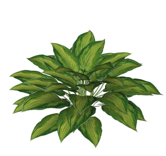 广东万年青绿植sketchup模型，现代观叶植物skp文件下载