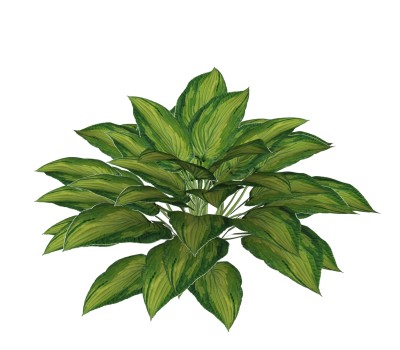 广东万年青绿植sketchup模型，现代观叶植物skp文件下载