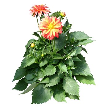 现代植物大丽花su模型下载，大丽花sketchup模型分享