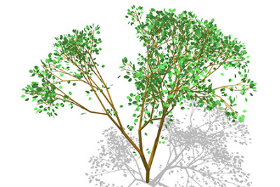 樱花乔木sketchup素材，景观绿植草图大师模型下载