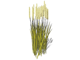 现代植物<em>大麦</em>草图大师模型下载，<em>大麦</em>sketchup模型分享