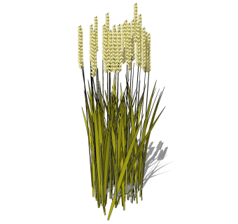 现代植物大麦草图大师模型下载，大麦sketchup模型分享