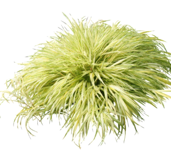 银边草草图大师模型，sketchup植物草模型下载