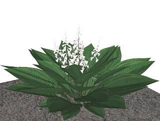 铃兰绿植sketchup模型，现代<em>观</em>花植物skp文件下载