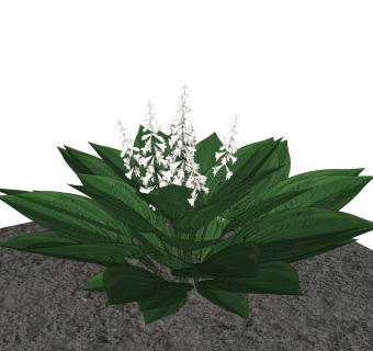 铃兰绿植sketchup模型，现代观花植物skp文件下载