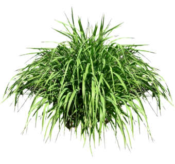 柠檬草草图大师模型，sketchup植物柠檬草模型下载