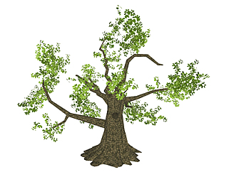 <em>榆树</em>乔木草图大师模型，景观绿植sketchup素材下载